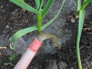 Comment arroser l'ail avec de l'urée (carbamide) : au printemps, juin, proportions