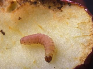 Apple codling moth: control measures, photos, when to treat
