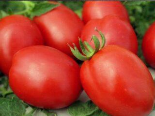 صنف الطماطم كريم بندريك: الأصفر والأحمر والصور والتعليقات ومن زرع