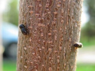 Fighting bark beetle on an apple tree