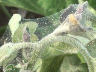 Ravageurs de l'aubergine : les combattre, photos, traitement, sur plants, en serre, feuilles