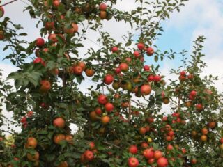 Apple tree variety Honey (Hani) Crisp: photos, description, reviews