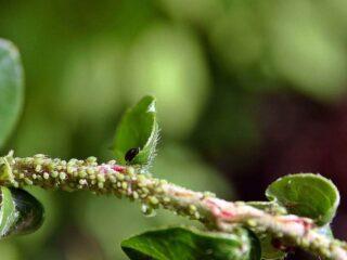 How to spray an apple tree against aphids