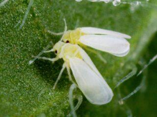 Whitefly na ružiach: kontrolné opatrenia na jar a na jeseň