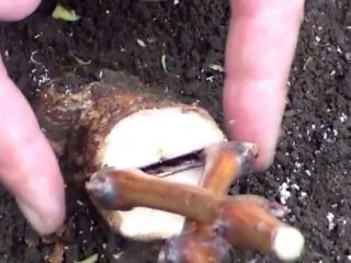 Ako správne zasadiť hrozno na jeseň: na starom kríku, pri koreni, video