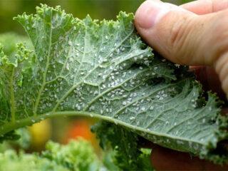 Coca-Cola against aphids and ants: reviews, how to breed