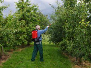 How to get rid of ants on an apple tree