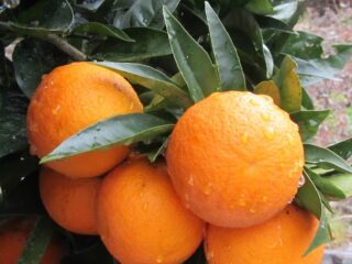 Varieties of oranges: photo with name and description, list