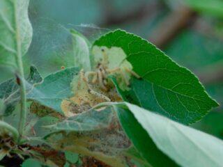 Apple budworm: control measures, photos