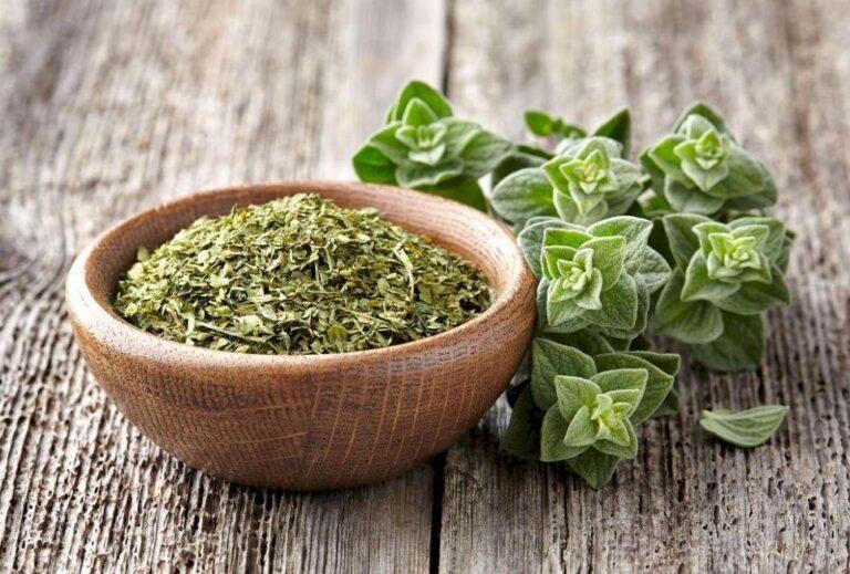 Was Ist Der Unterschied Zwischen Majoran Und Oregano Majoran und Oregano (Oregano): Was ist der Unterschied, dasselbe