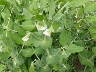 Peas as green manure: what is it, growing, when to mow
