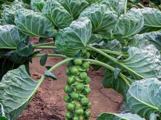 How to preserve Brussels sprouts for the winter at home