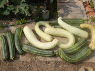 Por qué el calabacín crece de forma irregular: qué hacer, fotos, qué alimentar