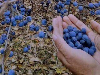 Duri (duri): faedah dan bahaya kesihatan, vitamin, kandungan kalori, cara penggunaan, foto