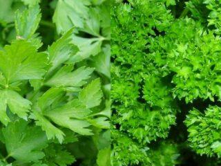 What is the difference between cilantro (coriander) and parsley?