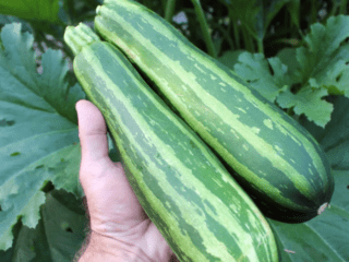 Storing zucchini in the cellar (basement) for the winter