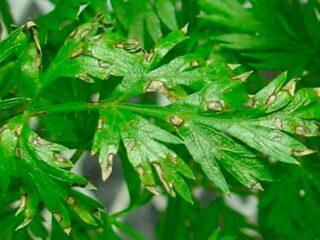 Why do parsley leaves turn yellow and what to do?