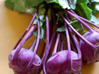 How to store kohlrabi cabbage for the winter