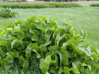 How to plant horseradish seeds in the garden: in spring and autumn
