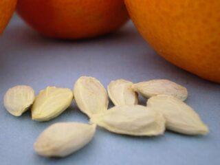 Semillas de mandarina: beneficios, ¿se puede tragar?