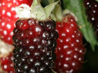 Ezhemalina Boysenberry (Bojsenberri): popis odrody, výsadba a starostlivosť, video