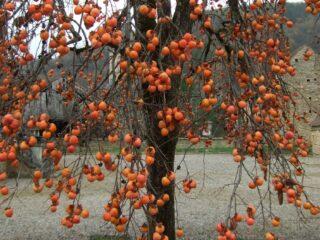 Persimmon: where it is grown, what it looks like, flowering, is it a fruit or vegetable, a bush or a tree