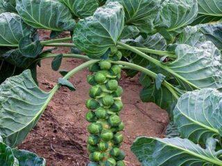 Formation of Brussels sprouts in open ground