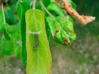 Why do the leaves of an apple tree curl into a boat, into a tube: what to do, how to treat it