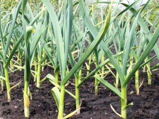 Presádzanie cesnaku na jar na nové miesto