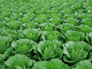 Predecessors of white cabbage in open ground in crop rotation
