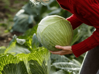 When to harvest early cabbage