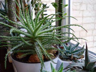 Aloe arborescens (agagave)