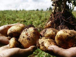 Early potatoes Sorokodnevka: variety description, photos, reviews