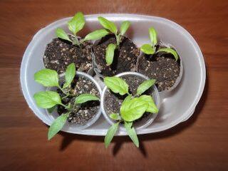 Why do the leaves of eggplant seedlings curl: up, down, what to do