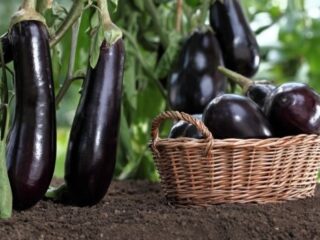 La proximité des aubergines avec d'autres cultures : en serre, en pleine terre, en massif de jardin