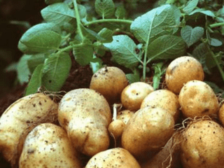Potato variety Nikulinsky: characteristics and description, photos, reviews
