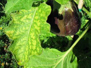 Listy baklažánov v otvorenom teréne zožltli: čo robiť?