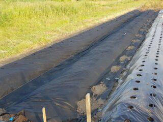 Plantar patatas tempranas bajo película.