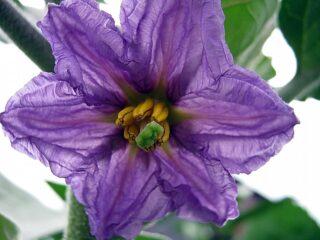 ¿Por qué se caen las flores de berenjena en un invernadero y qué hacer?
