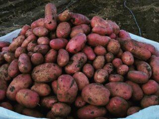 Memphis potato variety: characteristics, photos, reviews