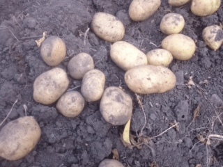 Variété de pomme de terre Lugovskoy: caractéristiques et description, avis, photos