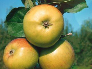 Apple tree variety Malyukha: photo and description