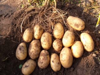 Potato variety Armada: characteristics and reviews