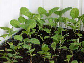 Combien de jours faut-il pour que les aubergines germent après avoir été semées avec des graines sèches ?