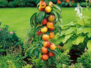 How to plant a columnar apple tree in spring: step-by-step guide, video