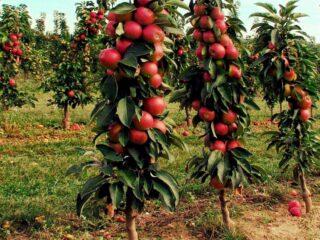Ostankino apple tree variety: photo and description