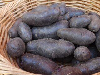 Variété de pomme de terre Chugunka: description et caractéristiques, avis, photos