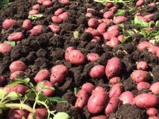 Variété de pomme de terre Mayak: caractéristiques et description, photos, avis