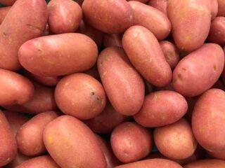 Las mejores variedades de patatas para suelos arenosos.