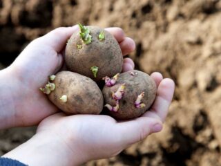 Las patatas se plantan con brotes hacia arriba o hacia abajo.